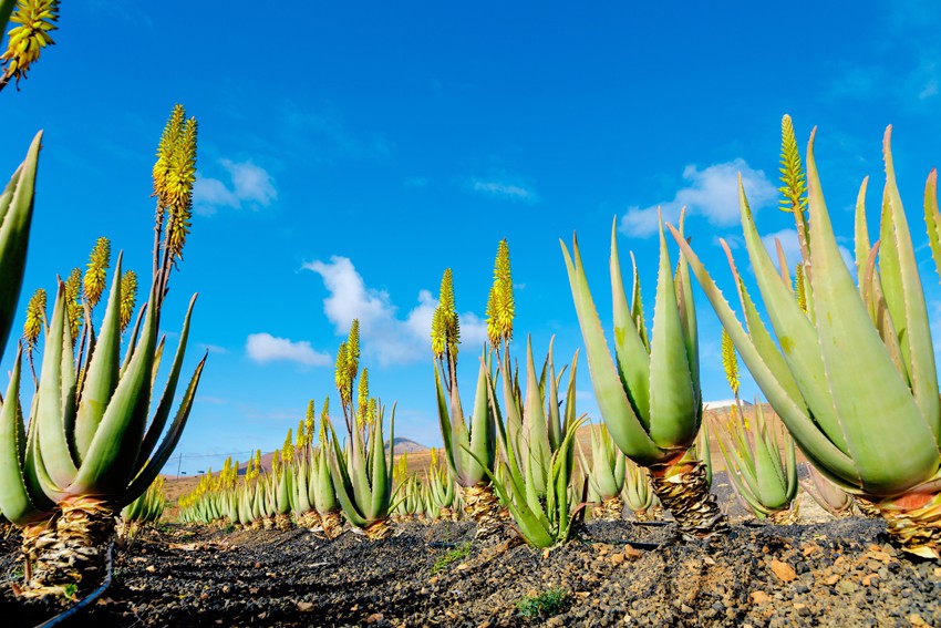 Greenspace: Aloe beyond vera