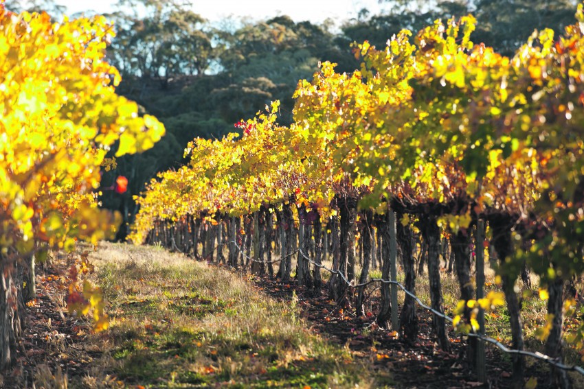 A Taste of Clare Valley