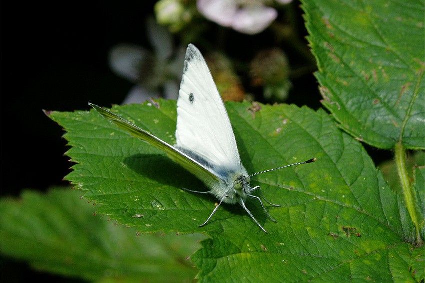 Six Square Metres: Nature green in tooth and claw