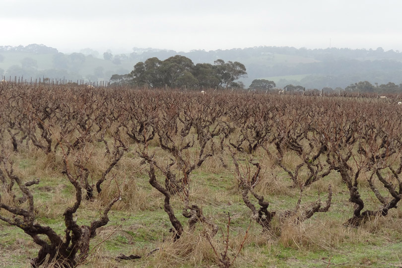 Biodynamic Viticulture