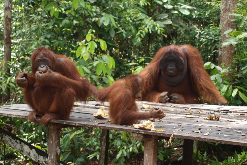 Bali, Borobudur, Borneo and beyond