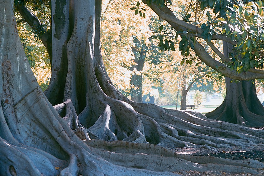 Trees in Adelaide