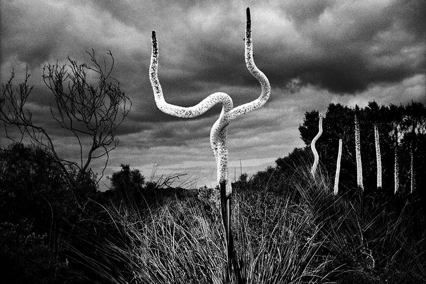 Trent Parke: The Black Rose