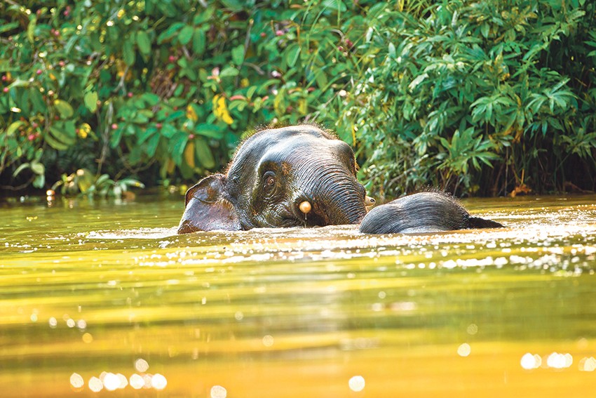 A dance with elephants