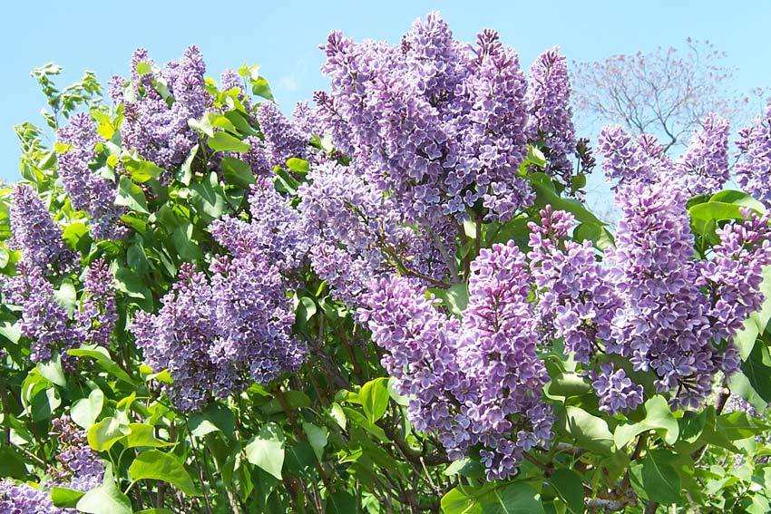 Lilac time The Adelaide Review