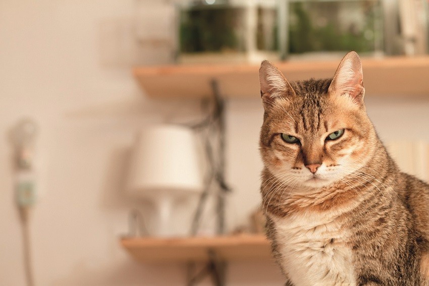 Toxoplasmosis: The Truth About Cats and Germs