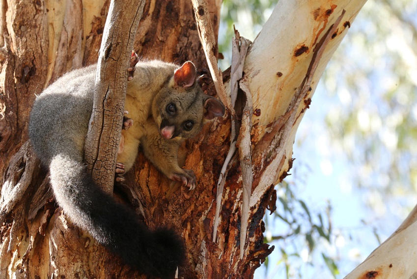 The Rise of Citizen Science is Great News for our Native Wildlife