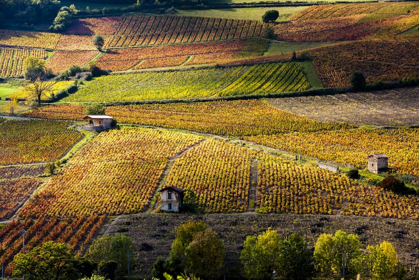 Wine Review: Cote du Pye is a Beaujolais Beauty