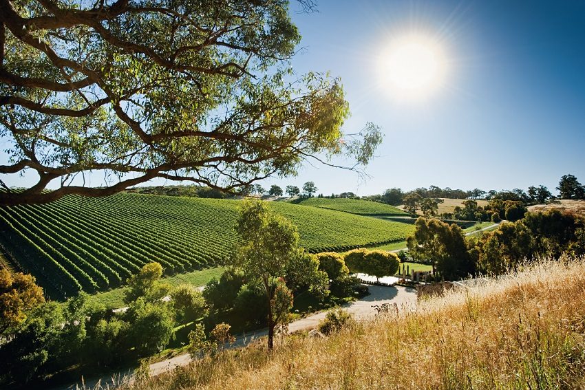 Golding Brings Shiraz to the Hills in a Handcart