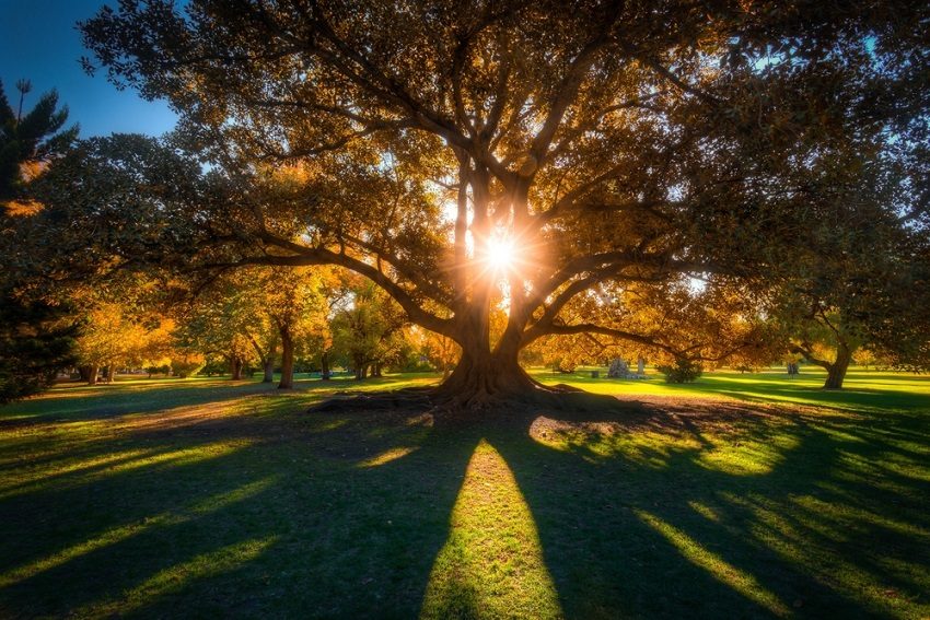 Greenspace: A guide to the trees of the Adelaide Plains