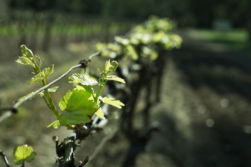 Shortlisted for a Long Life: McGuigan Riesling