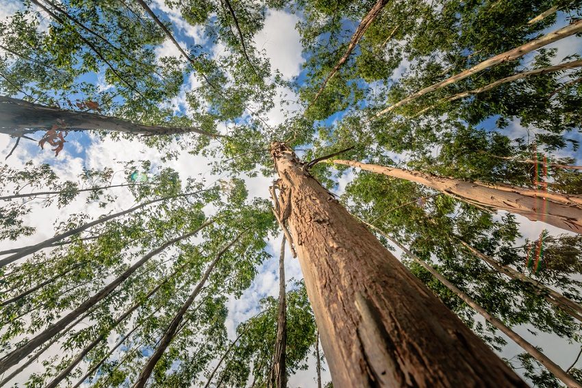 Greenspace: Eucalypts in Exile and at Home