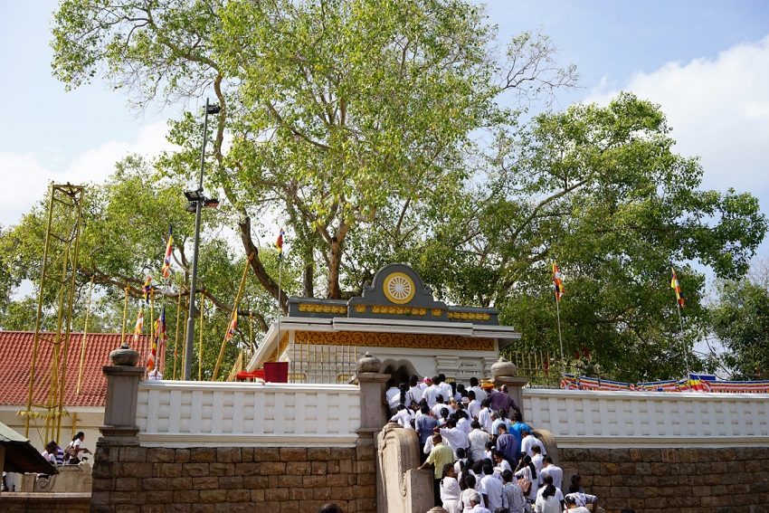 Greenspace: The Oldest Historical Tree in the World