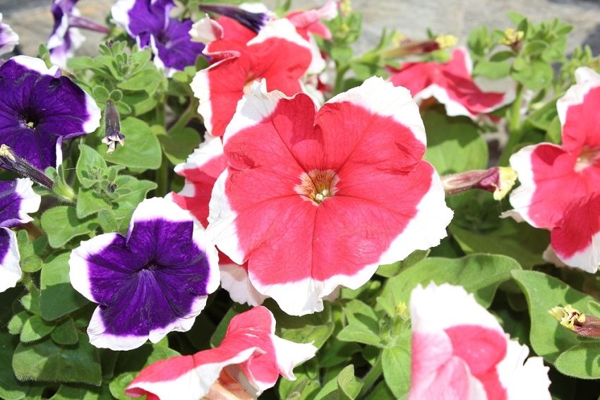 Greenspace: Why We Should Praise Petunias