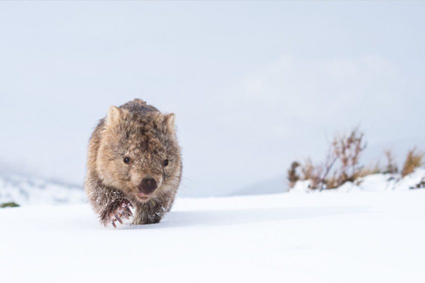 12 Stunning 2017 Nature Photographer of the Year Finalist Photos