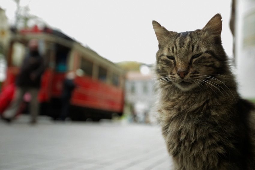 Film Review: Kedi