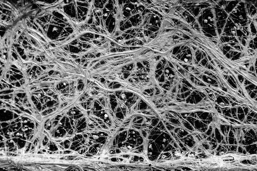 Fungal Facebook and Airborne Signals: How Plants Communicate