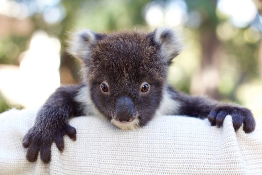Meet Adelaide’s Koala Rescue Squad