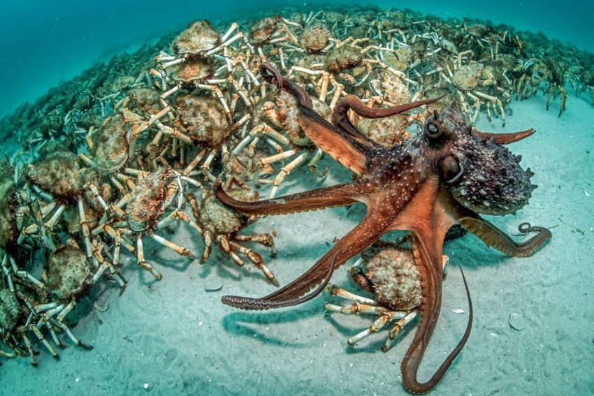 'Predatory Pursuit' Wins Australian Geographic Nature Photographer of the Year