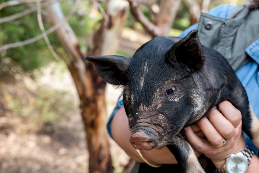 Happy as a Pig in Mud on Howie Hill Farm