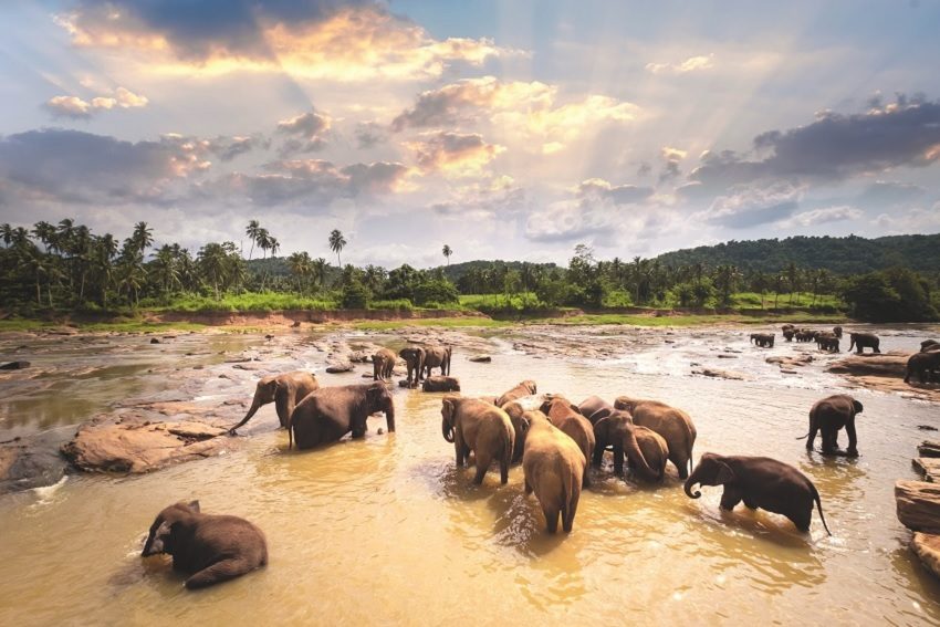 The Coming and Going of Elephants in Pinnawala, Sri Lanka