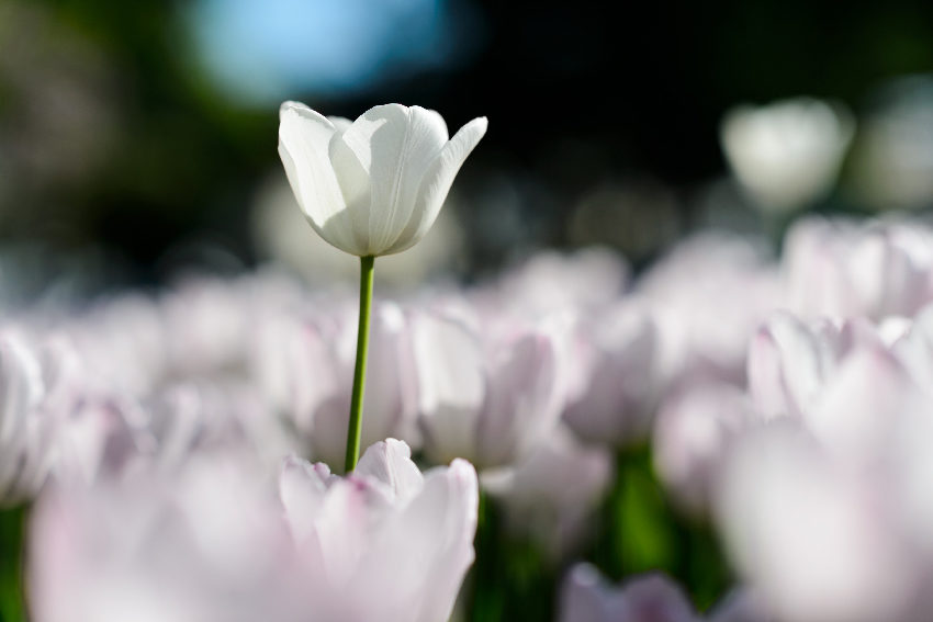 Greenspace: The death of England's Rose (and floral facism)