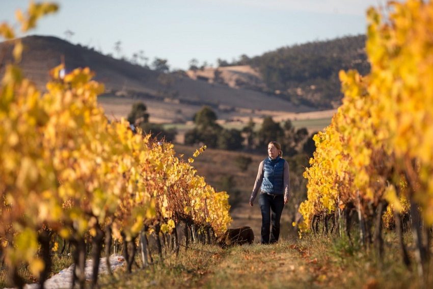 Wine Review: A 'pitch-perfect' Stargazer Tasmanian Riesling