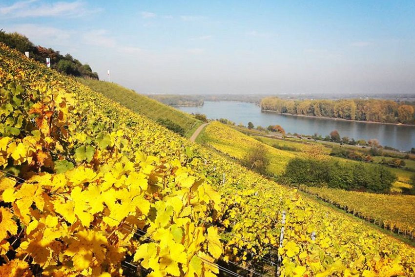 Wine Review: Keller pulls a Riesling from the Kabinett