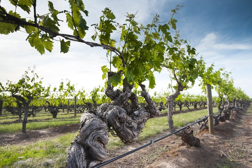 Old Vines: How South Australia's wine story began