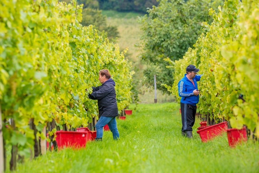Cultivating the next crop of winemakers
