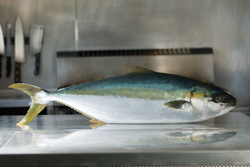 Hiramasa Kingfish: SA's aquaculture monarch