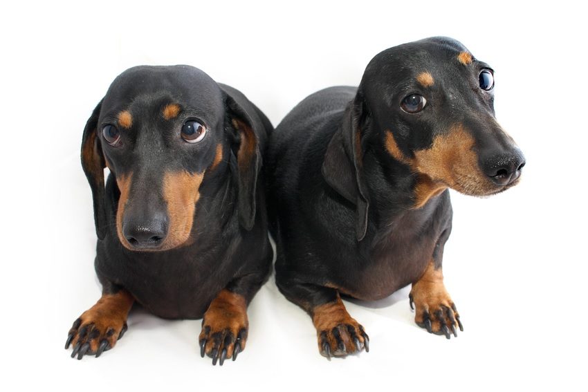 The way we were: The science and ethics of dog cloning