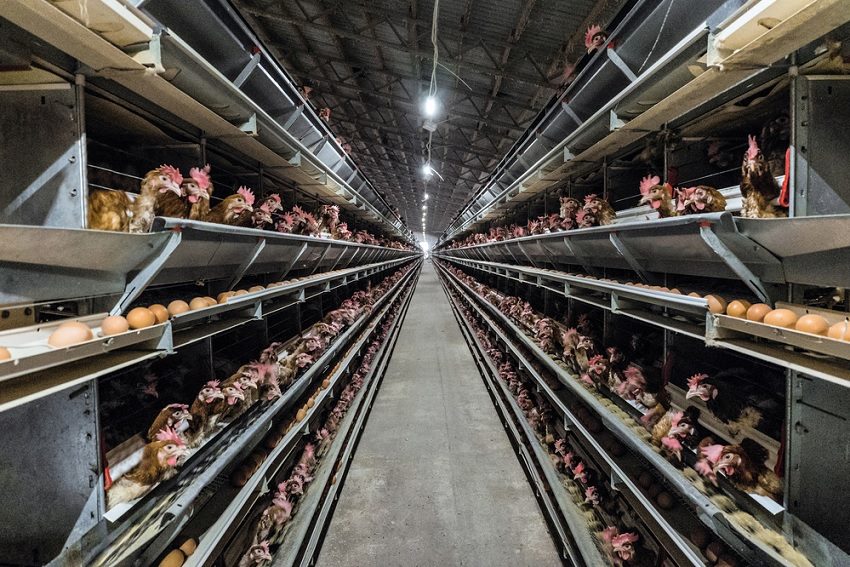 Modern Times: The pain of factory farming