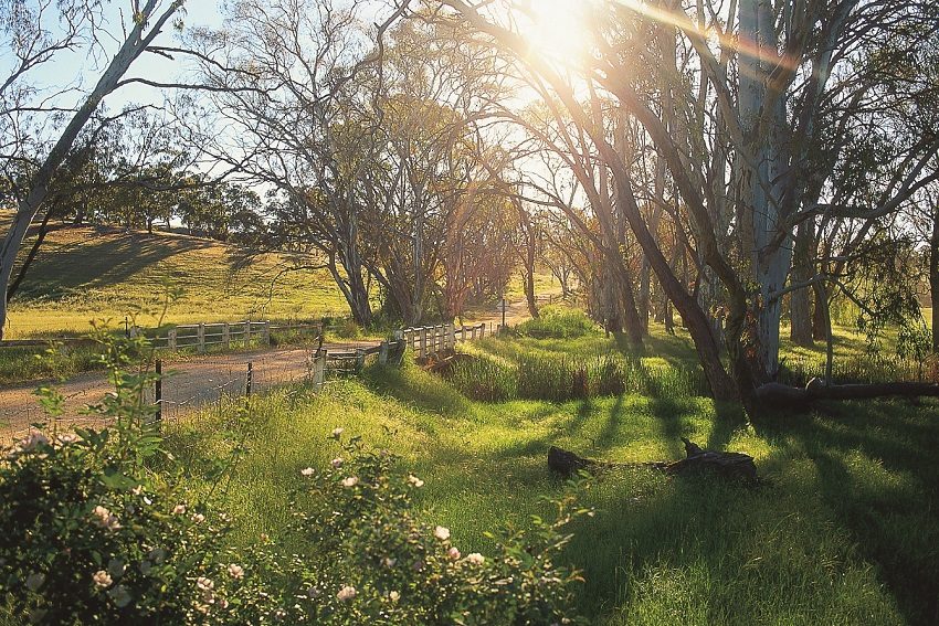 Wine Review: A 'stone-cold classic' Clare Valley Riesling