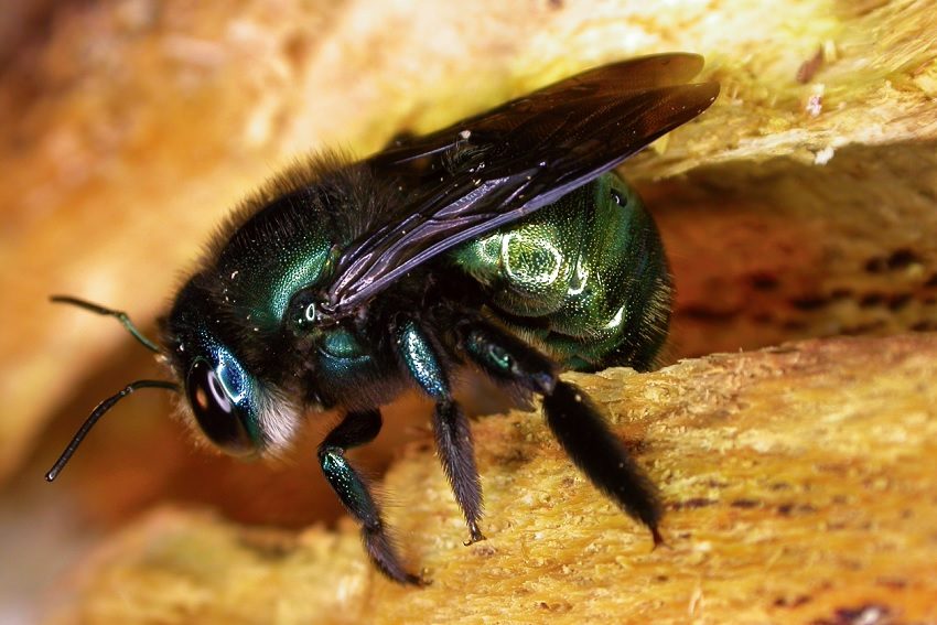The critical flight of the green carpenter bee