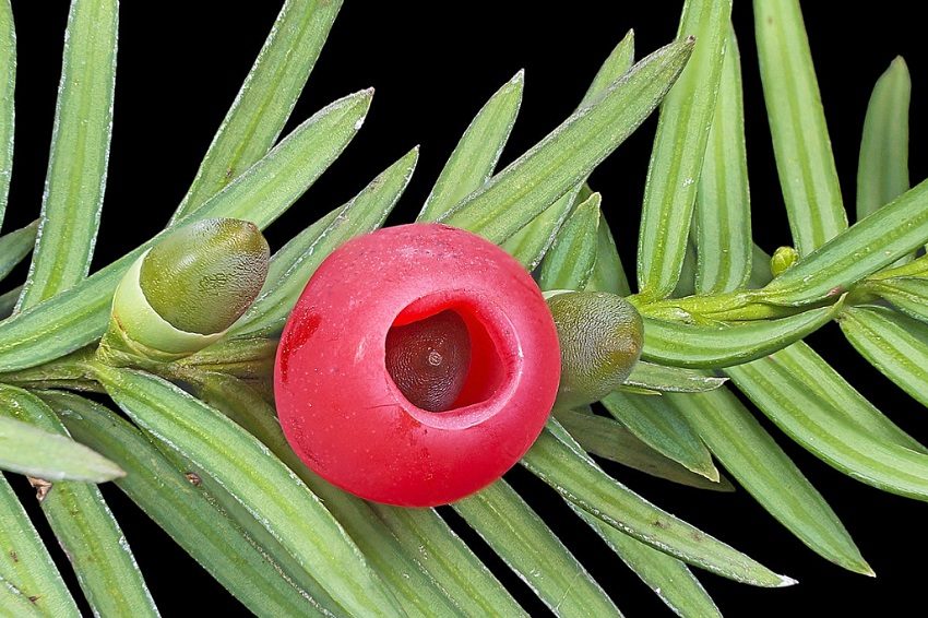 Medicinal Botanicals: Plants, medicine and a history of Botanic Gardens
