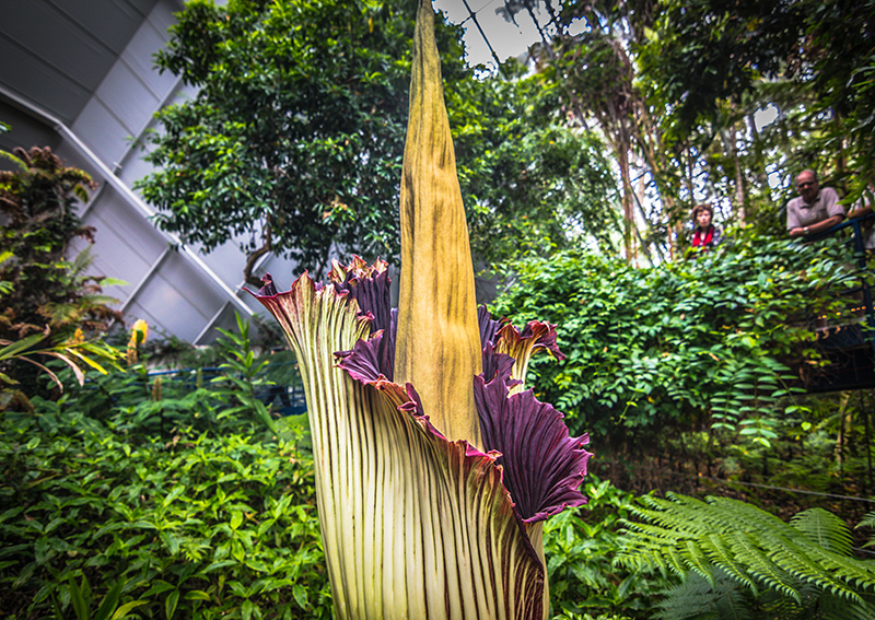 Unlocking The Secrets Of The Corpse Flower