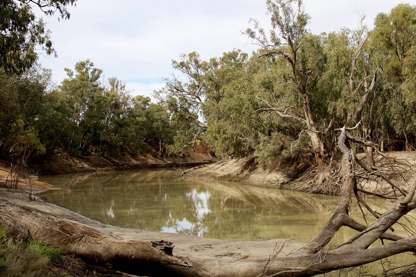 A good plan to help Darling River fish recover exists