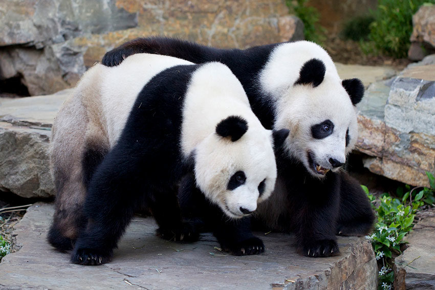 Pandanomics is a grey area, but the value of giant pandas is black and white