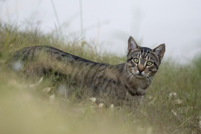 Why Australia needs to kill cats