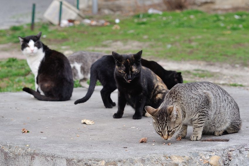 Claws and effect: the battle to humanely manage feral acts