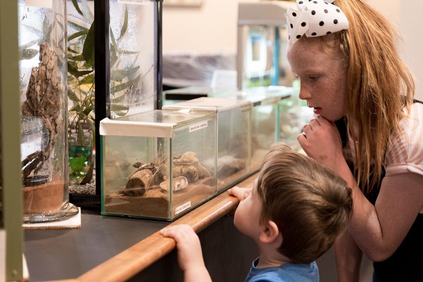 Inside the South Australian Museum's push to create autism-friendly experiences
