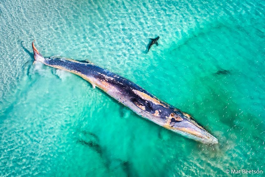 Death on the beach wins Nature Photographer of the Year competition