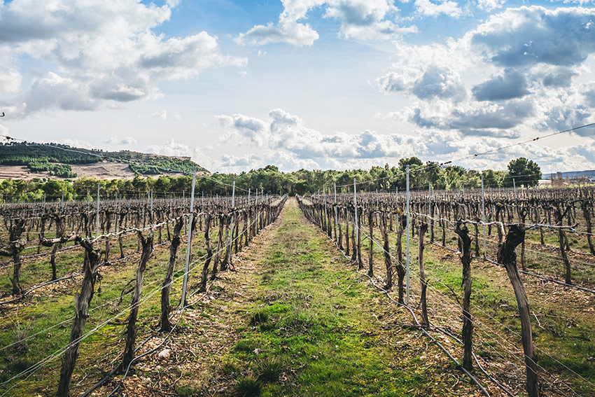 Hentley's untempered tempranillo