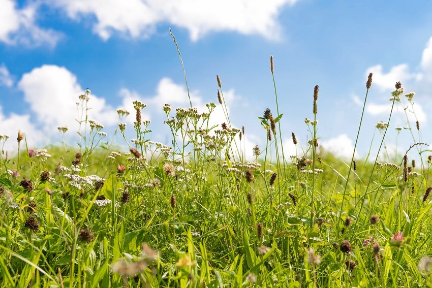 How to manage grass pollen exposure this hay fever season