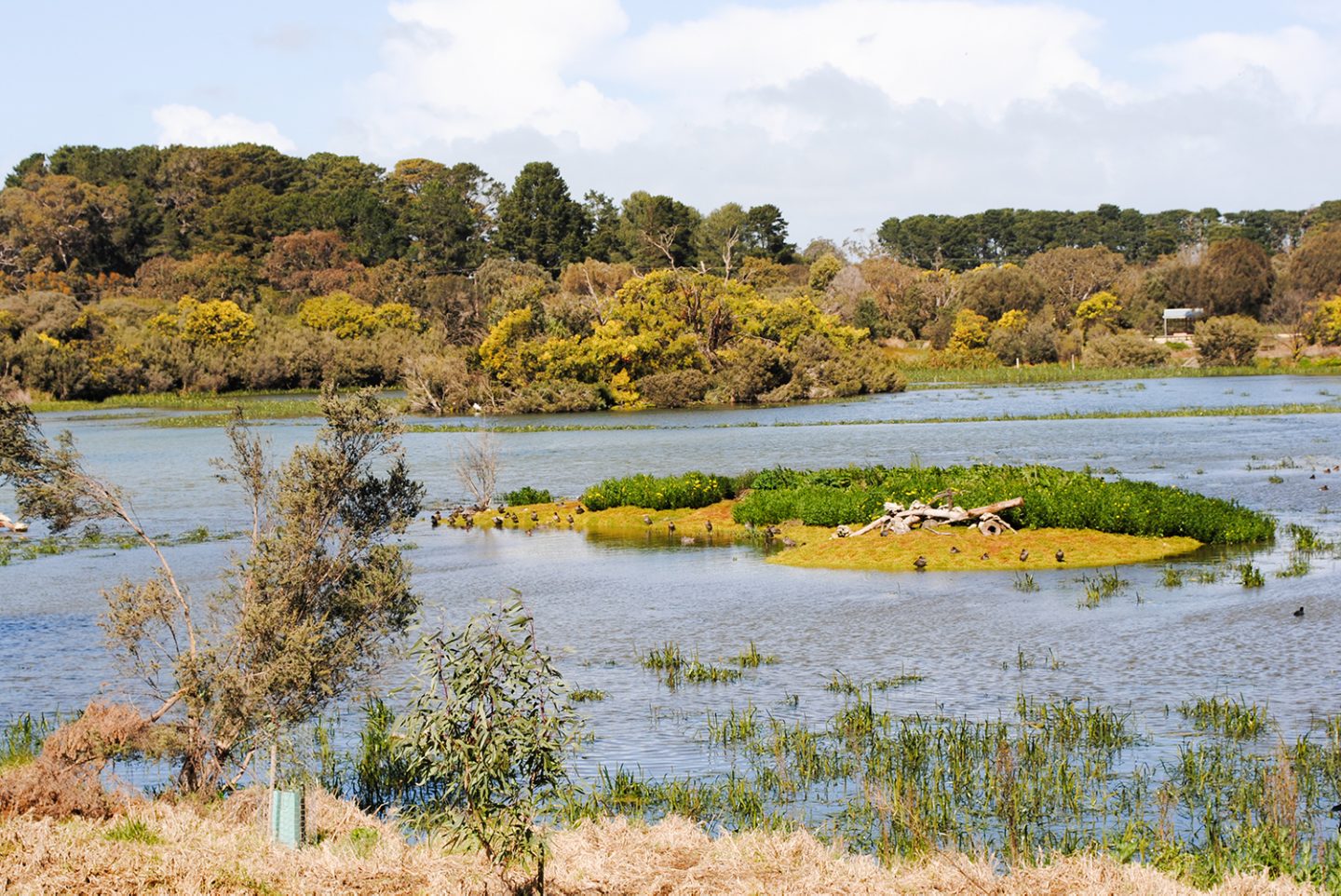 Lake McIntyre