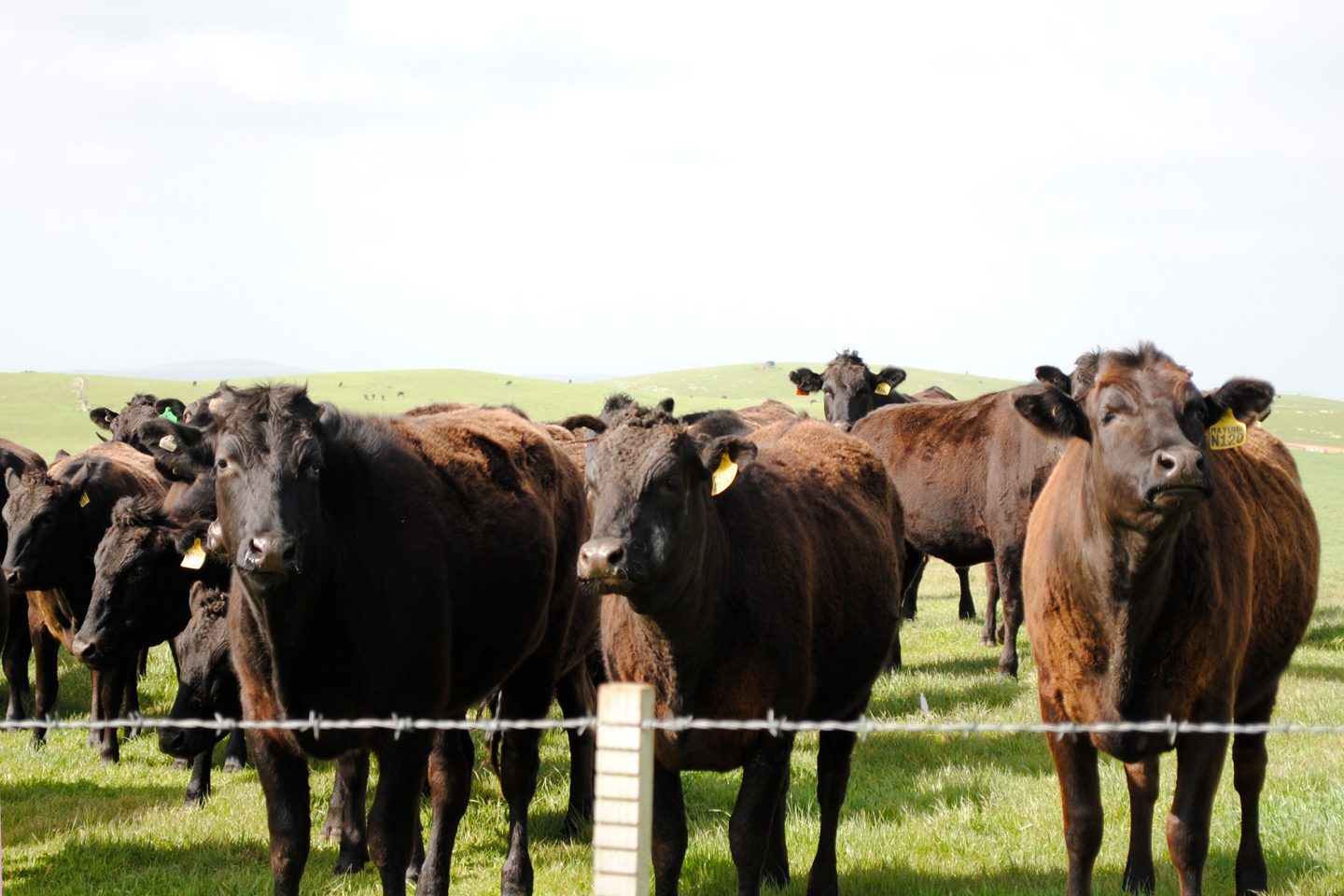 Mayura wagyu beef cattle