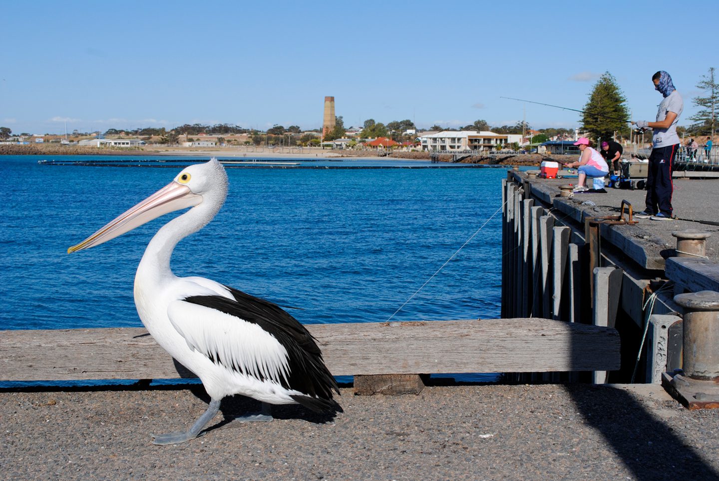 A pelican by the waterfront at Wallaroo