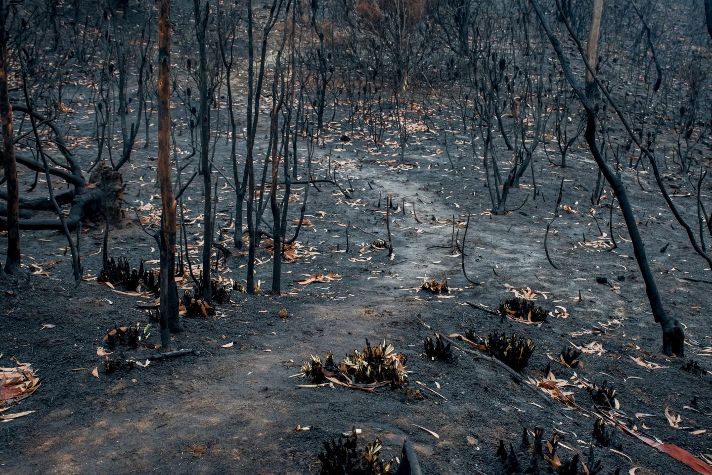 Bushfire aftermath in Blue Mountains