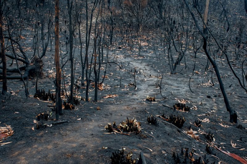 Australia is a bushfire-prone nation, but several factors make this ...